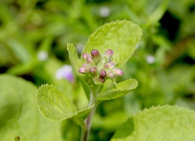 Blumea axillaris