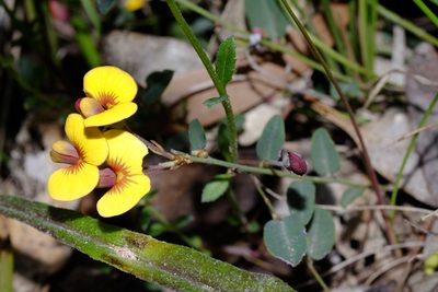 Bossiaea prostrata, photographed by Peter Crowcroft