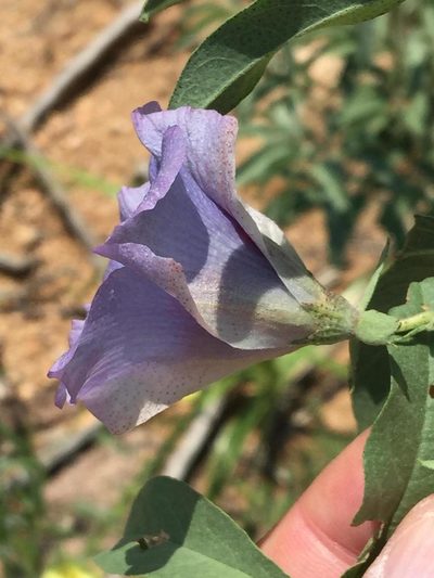 Gossypium triphyllum, photographed by Dave U