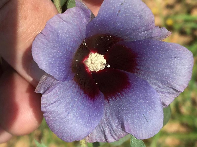 Gossypium triphyllum, photographed by Dave U