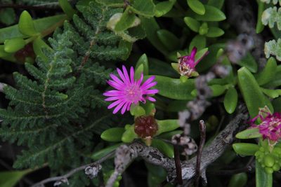 Delosperma lavisiae, photographed by Tony Rebelo