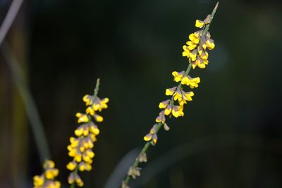Sphaerolobium minus, photographed by Peter Crowcroft