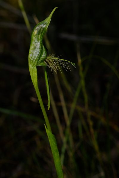 Pterostylis unicornis, photographed by Peter Crowcroft