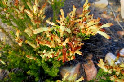 Erica maximilianii, photographed by Di Turner