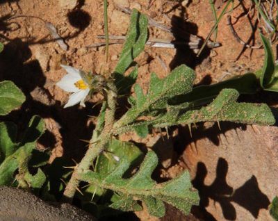 Solanum supinum, photographed by Tony Rebelo
