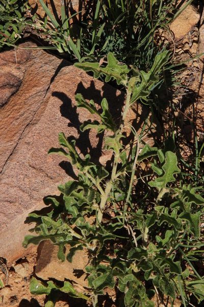Solanum supinum, photographed by Tony Rebelo