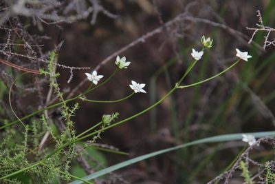 Alepidea serrata, photographed by Tony Rebelo