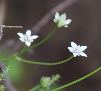 Alepidea serrata, photographed by Tony Rebelo
