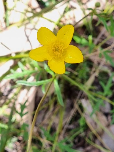 Ranunculus lappaceus, photographed by Gayl Sullivan