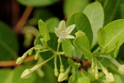 Gymnanthera oblonga, photographed by Agnes Trekker