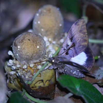 Balanophora fungosa, photographed by Tim