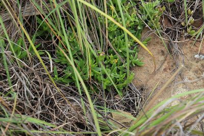 Delosperma lavisiae, photographed by Tony Rebelo