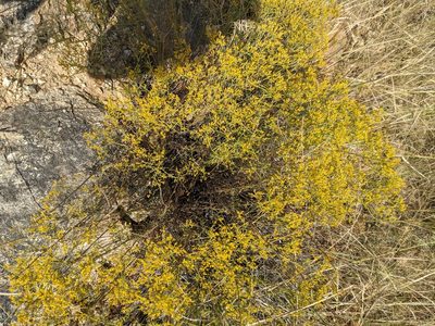 Gutierrezia microcephala, photographed by Bruce Hartman