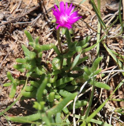 Trichodiadema setuliferum, photographed by Tony Rebelo