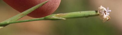 Dianthus micropetalus, photographed by Tony Rebelo