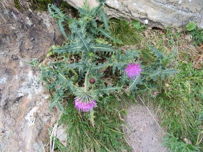 Carduus defloratus, photographed by Marco Mussita