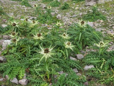 Cirsium spinosissimum, photographed by Marco Mussita