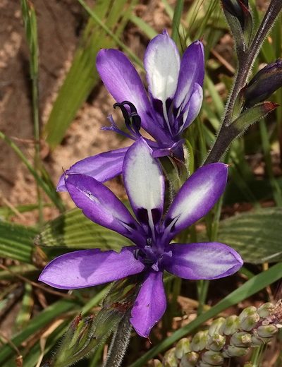Babiana inclinata, photographed by desertnaturalist