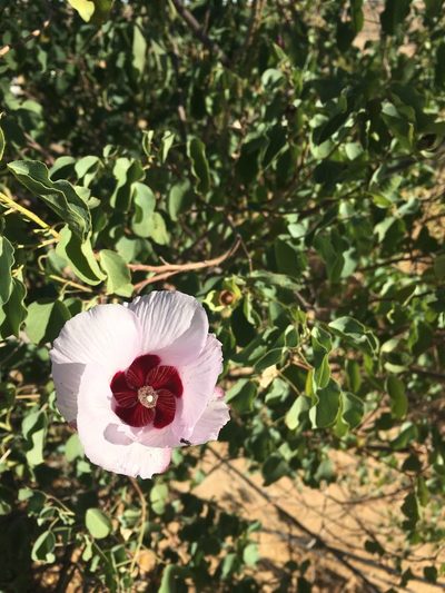 Gossypium sturtianum, photographed by Jane Canaway