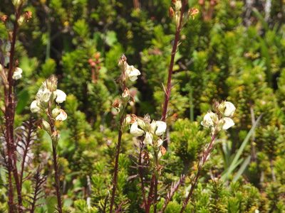 Pedicularis contorta, photographed by Jared Shorma