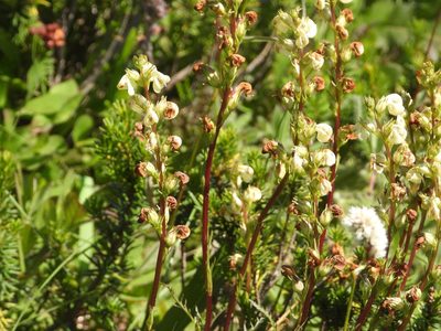 Pedicularis contorta, photographed by Jared Shorma