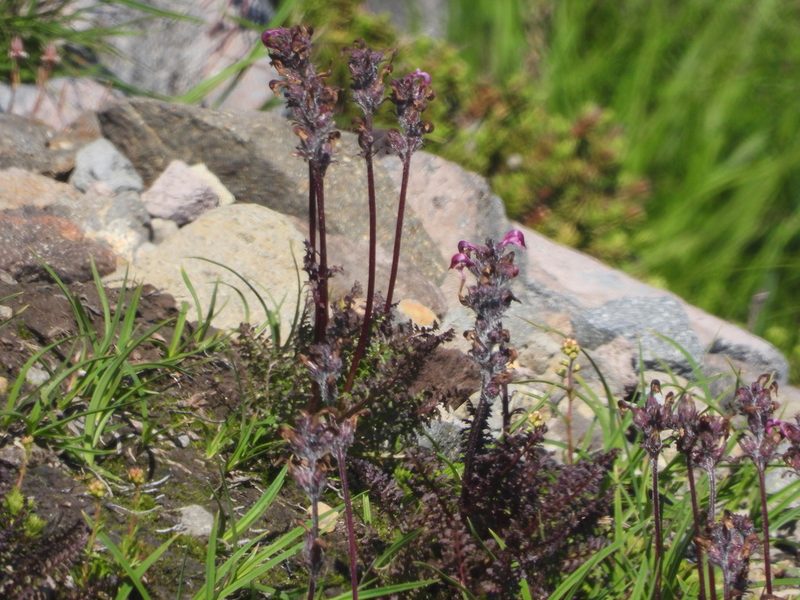 Pedicularis ornithorhynchos, photographed by Jared Shorma