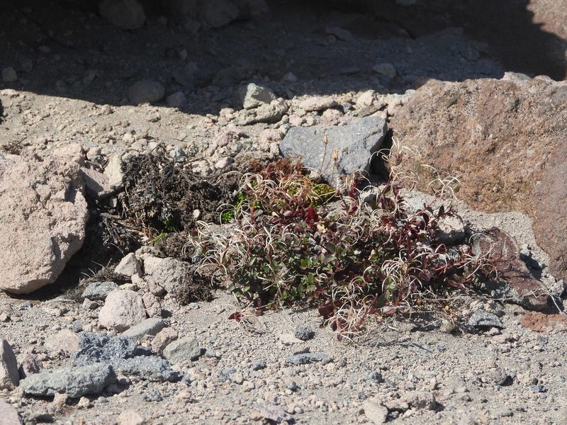 Epilobium clavatum, photographed by Jared Shorma