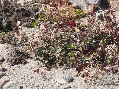 Epilobium clavatum, photographed by Jared Shorma