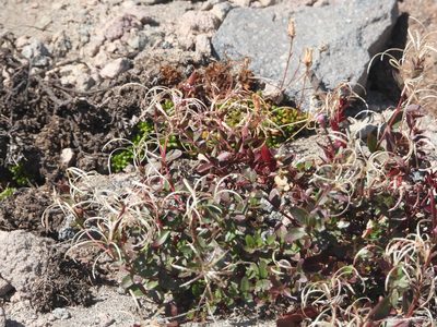 Epilobium clavatum, photographed by Jared Shorma