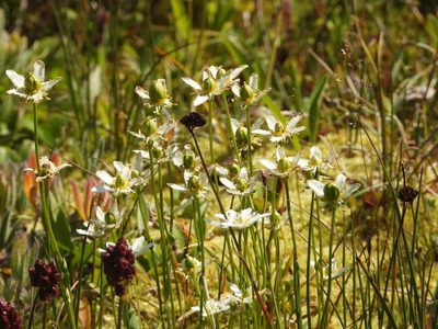 Parnassia fimbriata, photographed by Jared Shorma