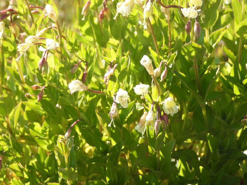 Epilobium luteum, photographed by Jared Shorma