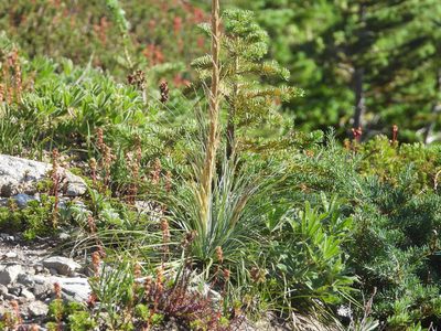Xerophyllum tenax, photographed by Jared Shorma