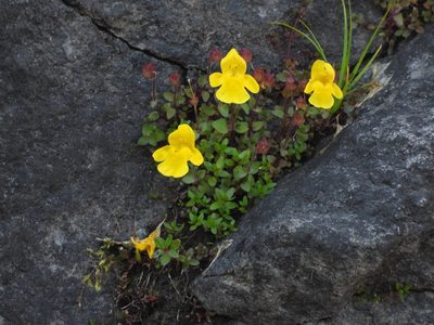 Erythranthe caespitosa, photographed by Jared Shorma