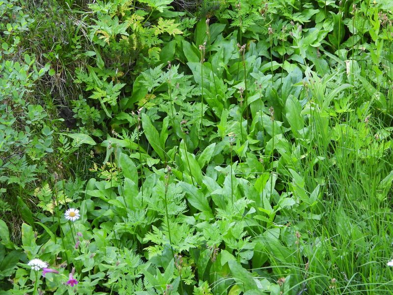 Primula jeffreyi, photographed by Jared Shorma