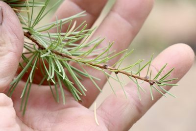 Larix occidentalis, photographed by Joseph Rojas