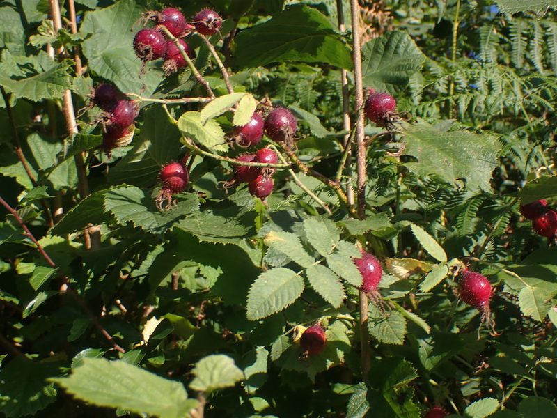 Rosa villosa, photographed by John Lyden