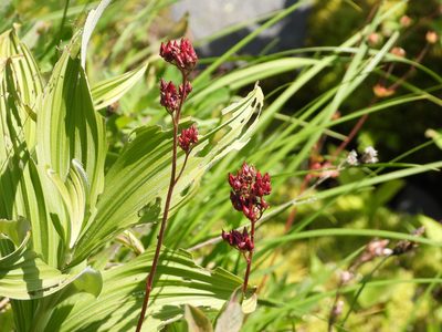 Leptarrhena pyrolifolia, photographed by Jared Shorma