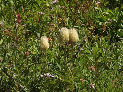 Pulsatilla occidentalis, photographed by Jared Shorma
