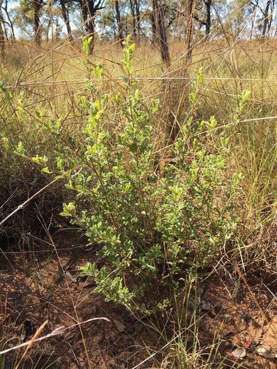 Dodonaea boroniifolia, photographed by Jane Canaway