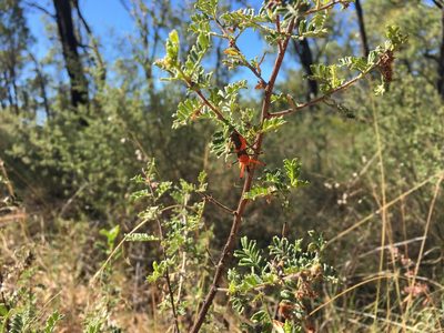 Dodonaea boroniifolia, photographed by Jane Canaway