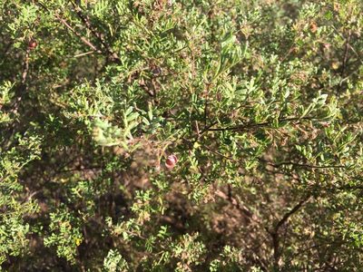 Dodonaea boroniifolia, photographed by Jane Canaway