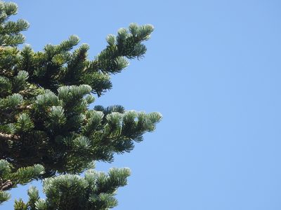 Abies lasiocarpa, photographed by Jared Shorma