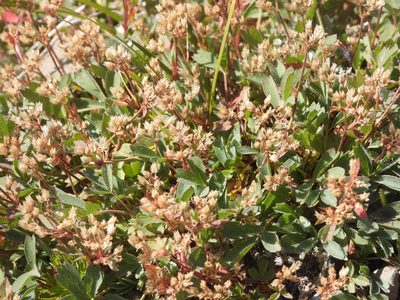 Sibbaldia procumbens, photographed by Jared Shorma