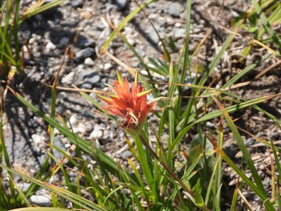 Castilleja miniata, photographed by Jared Shorma