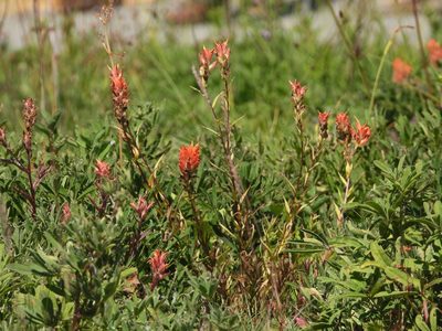 Castilleja miniata, photographed by Jared Shorma