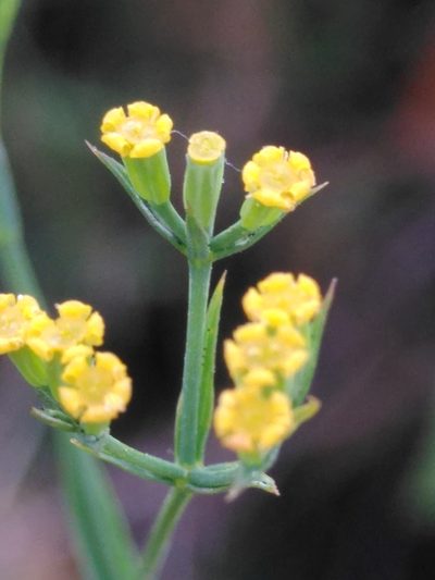 Bupleurum praealtum, photographed by Yves Bas