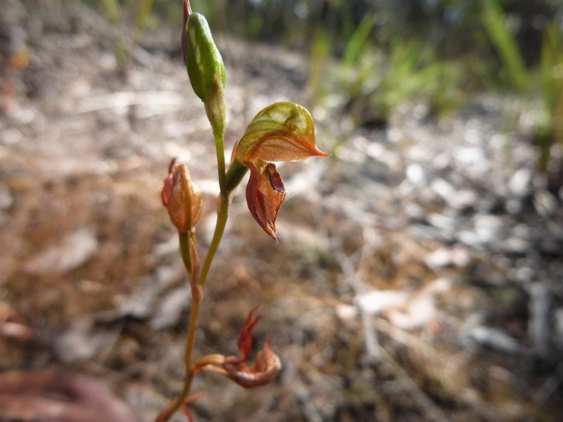 Pterostylis squamata, photographed by Kiri Bee