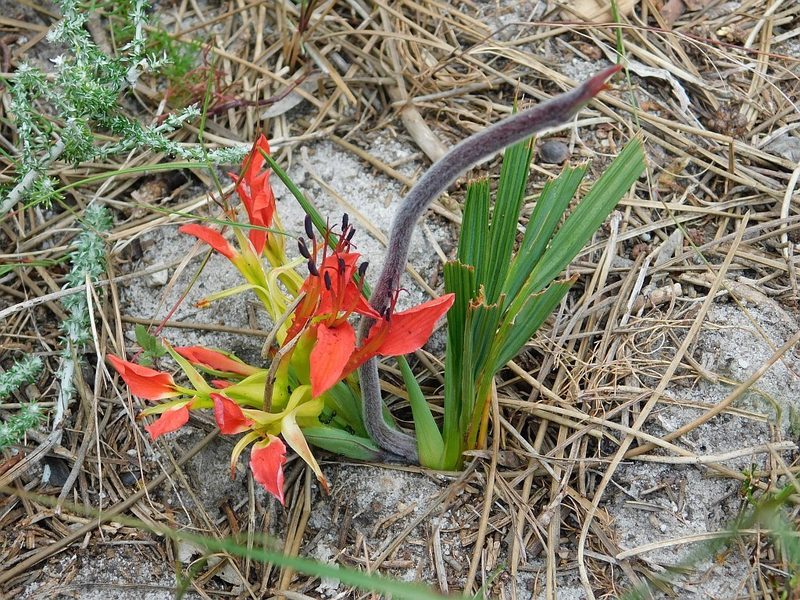 Babiana ringens, photographed by Klaus Wehrlin