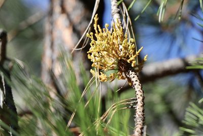 Arceuthobium campylopodum, photographed by Joseph Rojas