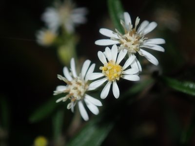 Olearia viscidula, photographed by Thomas Mesaglio